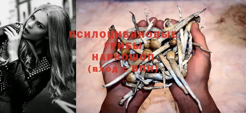 где купить наркоту  Катайск  Галлюциногенные грибы Psilocybe 